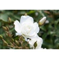 'Snow White' Potted Rose Plant