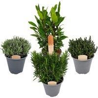 Peace Lily Plant - Planter Options! - Grey
