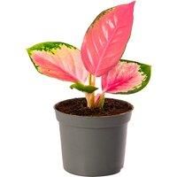 Red Chinese Evergreen 'Aglaonema' Potted Plant - 2 Sizes!