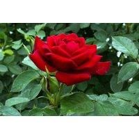 Floribunda Yellow Rose Bush - Smiley Face!
