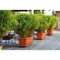 Pack Of Three 1-2Ft Fargesia Umbrella Bamboo Plants
