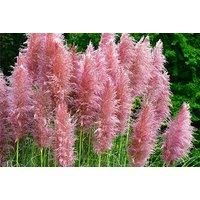Pampas Grass Pink And White Collection!