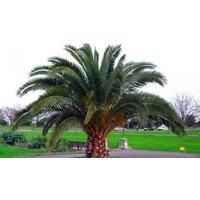 Giant Xxl 5Ft Canary Island Date Palm Tree
