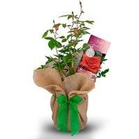For A Special Mum & Dad On Your 35th Coral Anniversary Rose Design Greeting Card