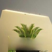 350W LED Growing Light Full Spectrum Quantum Board Plants Lamp EU/US Plug For Greenhouse Vegetable