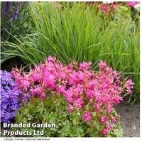 Spinless Holly Shrub - Evergreen, Wildlife-Friendly, 6m Max Height