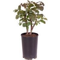 Potted Rose 'Gorgeous' Plant