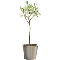 Early Bird: 3Ft 1 Or 2 Patio Olive Trees & Planter - Hardy, Silvery Foliage!