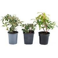 Japanese Andromeda Flowering Shrub Collection
