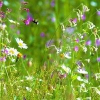 PDL - Pegdev Woodland & Heavy Shade - Wild Flower & Grass Mix Seed - Meadow, Bees, Butterfly, Sowing Rate: 5g/m2 (1KG)