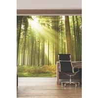 Origin Murals Spruce Forest Evergreen Wall Mural - 3.5m x 2.8m