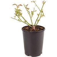 Potted Rose 'Iceberg' Plant