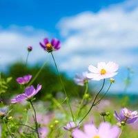 1kg Hedgerow Wild Flower & Grass Seed Mix for Meadow Gardens