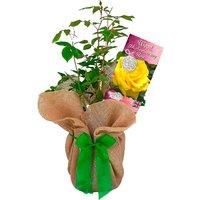 Potted Wood Wedding Rose - 5Th Wedding Anniversary