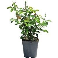 Potted Harkness Rose 'Our John' Floral Bulb