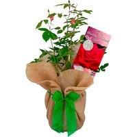 Gift-Wrapped Rose Bush With 'To My Wonderful Husband' Card