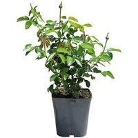 Potted Rose 'Paper Wedding 1St Anniversary'