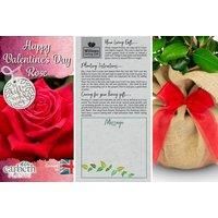 Valentine'S Red Rose Plant With A Gift Wrap