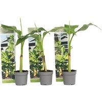 Set Of 3 Musa Basjoo Hardy Banana Plants - Fast-Growing, Cold-Tolerant Perennial