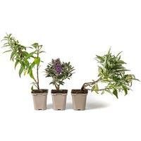 Black Friday Price Drop! Buddleia Davidii Butterfly Candy Collection