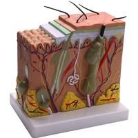 Skin Model, 50X Skin and Hair Structure Enlarge Model Anatomical Model Anatomy for Science Classroom
