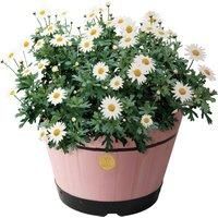 Vegtrug Medium Barrel 46cm - Pink