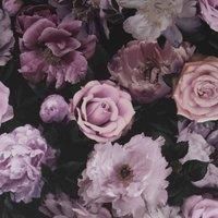 Fresco Pink Pandora Drama Floral Wallpaper
