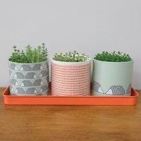 Scion Living Spike Set of 3 Herb Pots Sage
