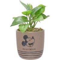 Disney Mickey Planter