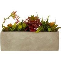 Interiors by PH Mixed Succulents in Cement Pot, none