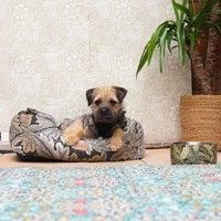 Rosewood x Morris & Co. Acanthus Box Bed for Dogs, Medium Dog Bed, Khaki, Padded Sides, Non-Slip Base, Washable, Luxury William Morris Print