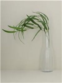 Gisela Graham 4 x Clear Etch Effect Glass Bottle Vase