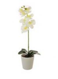 Single Stem Phalaenopsis Orchid, White