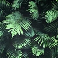 Arthouse Green Fern Leaves 3D Like Wallpaper - Photographic Effect - Deep Green & Black Dramatic Tones Look Alive - Effortless Boutique Glamourous Style - Easy to Apply Quality Wallpaper 907601