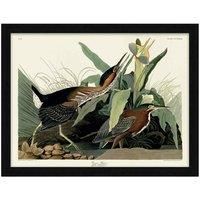 The Art Group John James Audubon - Green Heron 60x80cm Framed Art