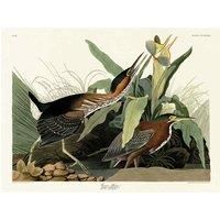 John James Audubon - Green Heron - Canvas Print Wall Art - 2 sizes available
