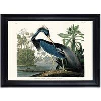 The Art Group John James Audubon (Louisiana Heron) 70x100cm Framed Art
