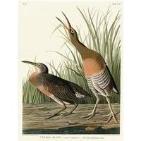 John James Audubon - Salt Water Marsh Hen - Canvas Print Wall Art - 2 sizes