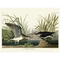 John James Audubon - Solitary Sandpiper - Canvas Print Wall Art - 2 sizes