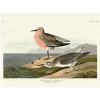 John James Audubon - Red-breasted Sandpiper - Canvas Print Wall Art - 2 sizes