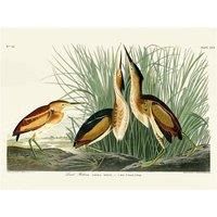 John James Audubon - Least Bittern - Canvas Print Wall Art - 2 sizes available