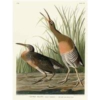 John James Audubon - Salt Water Marsh Hen - Canvas Print Wall Art - 2 sizes