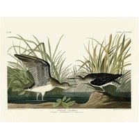 John James Audubon - Solitary Sandpiper - Canvas Print Wall Art - 2 sizes
