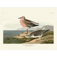 John James Audubon - Red-breasted Sandpiper - Canvas Print Wall Art - 2 sizes