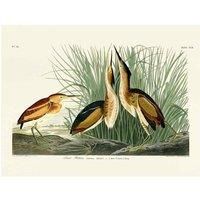 John James Audubon - Least Bittern - Canvas Print Wall Art - 2 sizes available