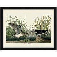 The Art Group John James Audubon (Solitary Sandpiper) 60x80cm Framed Art