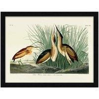The Art Group John James Audubon (Least Bittern) 60x80cm Framed Art