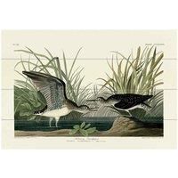 The Art Group John James Audubon (Solitary Sandpiper) Small Wood Plaque
