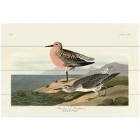 The Art Group John James Audubon (Red-breasted Sandpiper) Small Wood Plaque