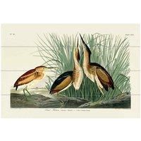 The Art Group John James Audubon (Least Bittern) Small Wood Plaque